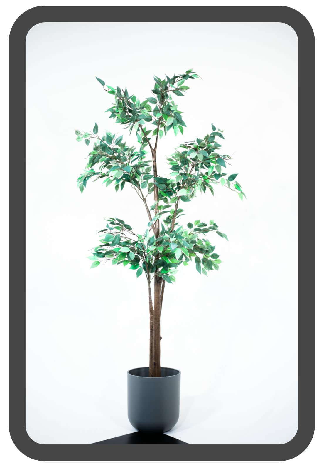 PLANTS