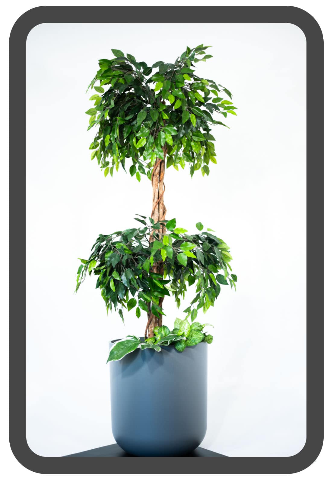 PLANTS