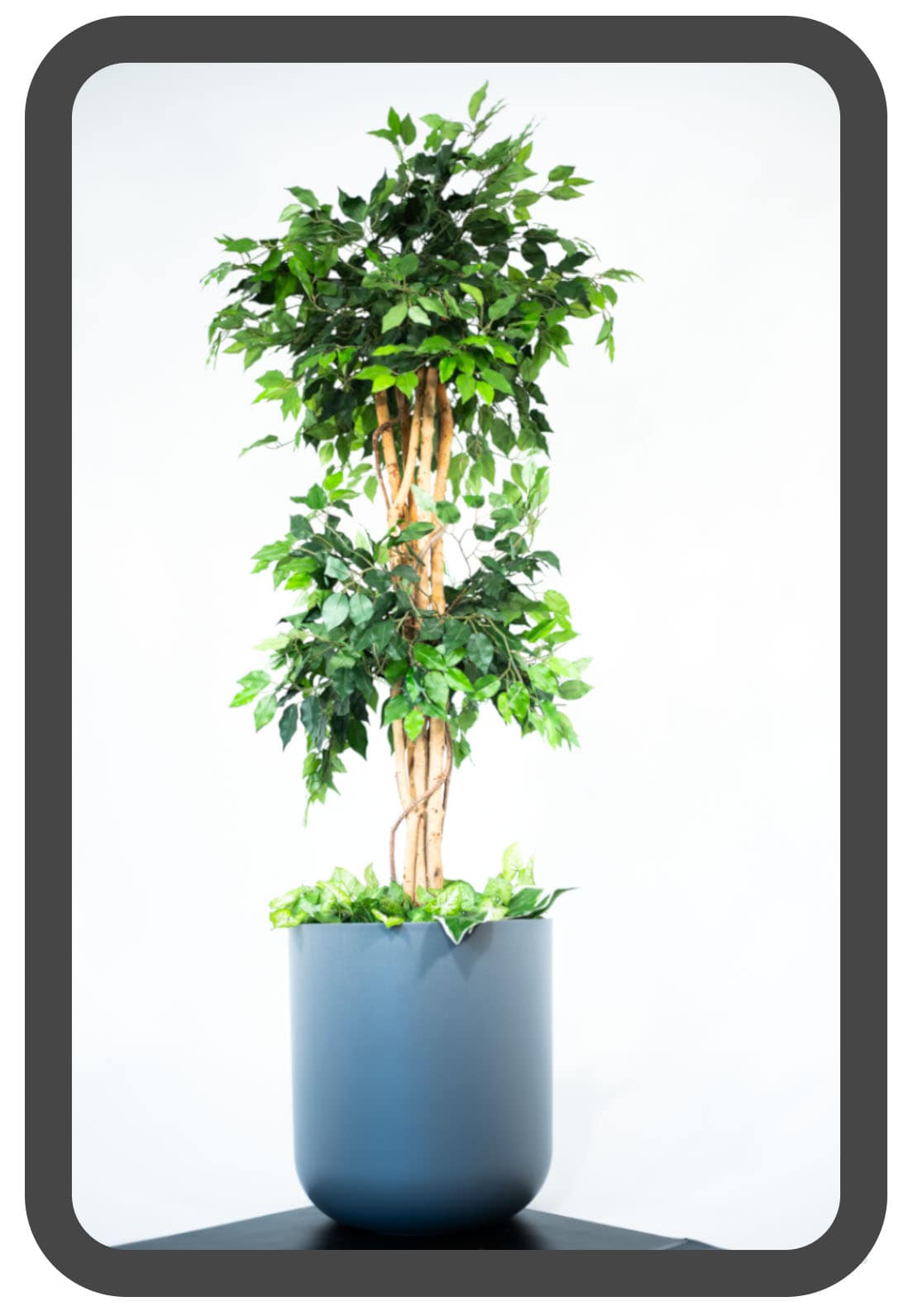 PLANTS