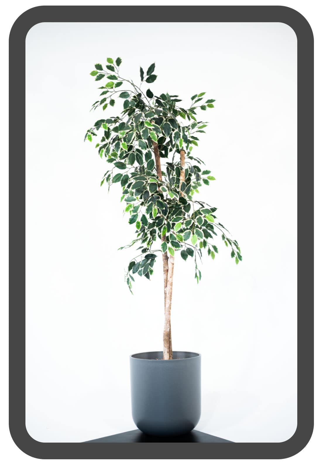 PLANTS