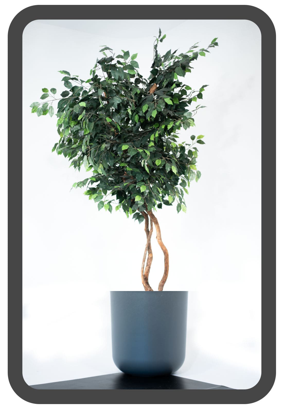 PLANTS